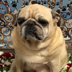 Meet your Posher, Tracy